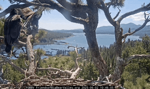 PopularScience giphyupload eagles bald eagle GIF