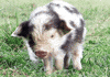 pig GIF