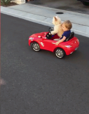 cuteanimalland giphyupload GIF