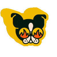 alainakay boston terrier too cool flavortown too cool for school Sticker