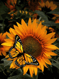 rose city sunflower GIF