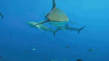 Big Galapagos!
