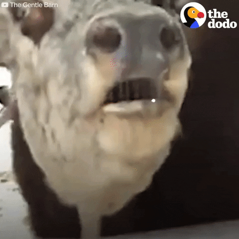 cow GIF by The Dodo