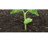 vanangrakshak plant plants van seed GIF