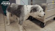 National Geographic Reaction GIF by Nat Geo Wild
