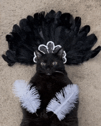 mannycat burlesque cat in costume burlesque dancer burlesque costume GIF