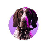 Advicestudio agency advice advicestudio adviceagence Sticker