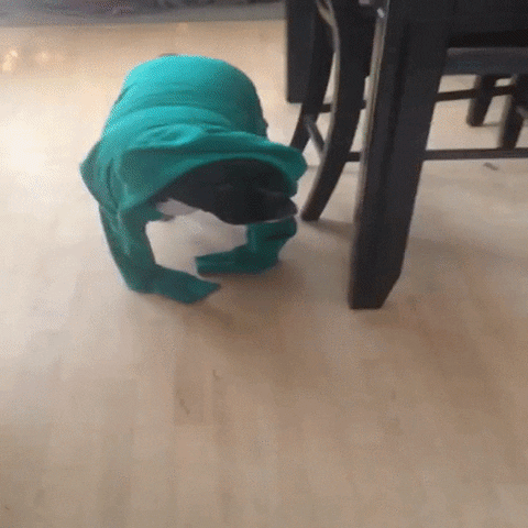 dogs clothes GIF