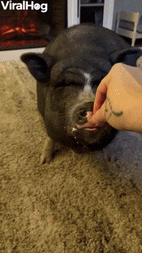 Piggy Asks for Snacks With Kisses