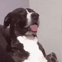 Dog Oh Word GIF by Justin