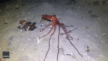 Underwater Photographer Captures Octopus Disappearing Beneath Sand