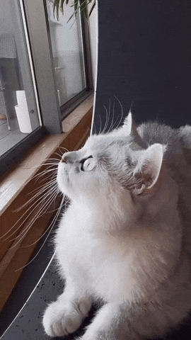 Cat GIF