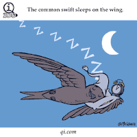 Digital art gif. A bird with a sleeping cap is flying with one wing and sleeping on the other with a clock tucked into the crook of its wing. Text, "The common swift sleeps on the wing."