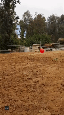 Frenchie Chases Mini Horses With Giant Ball