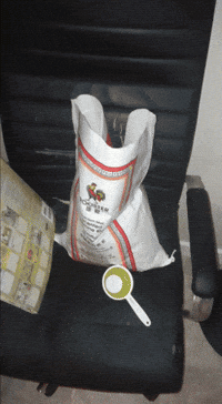 Racing Poptart GIF