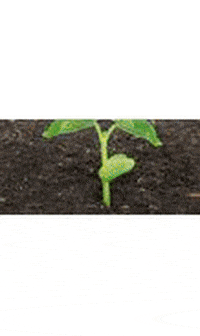 vanangrakshak  GIF