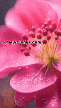 Feliz Amigos GIF by Murcianys LLC