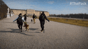 The Pack Dogs GIF by Amazon Prime Video