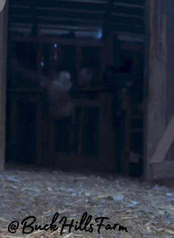Chicken GIF by Buck Hills Farm