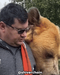 Shocked Brown Bear GIF