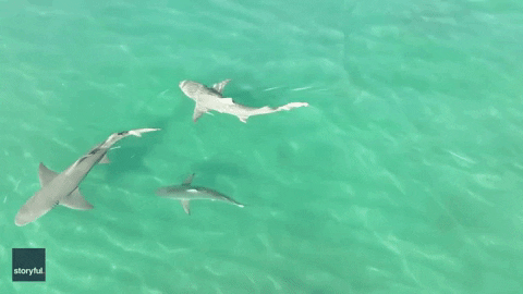 Shark Week Ocean GIF by Storyful