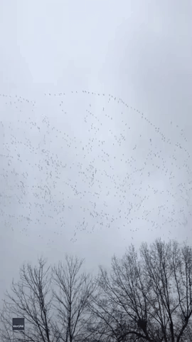 Enormous Skein of Geese Spotted Over Springfield, Missouri