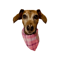 Sausage Dog Pink Sticker by Geekster Pets
