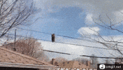 raccoon crossing GIF