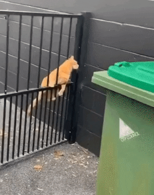 cuteanimalland giphyupload GIF