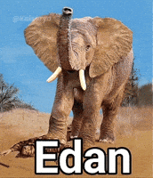 Lion Elephant GIF