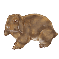 Rabbit Lapin Sticker