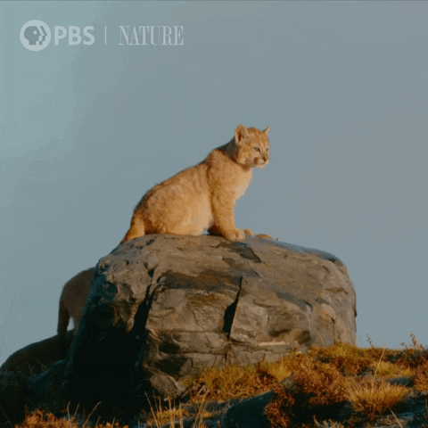 Pbs Nature Animales GIF by Nature on PBS