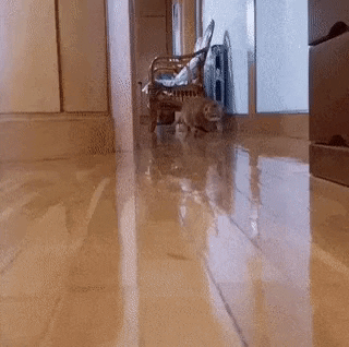 primulax giphyupload GIF