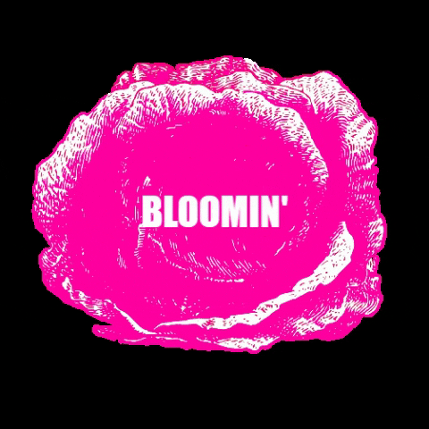 Bloomin Brilliant Bakes GIF by Cabbage Patch Bakery