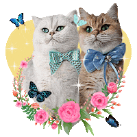 Butterflies Pretty Cats Sticker