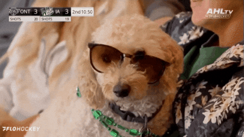GIF by Iowa Wild