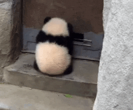 theanimalpack  GIF