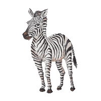 Zebra Safari Sticker by mogli_de