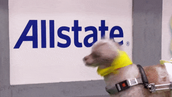 Dog GIF by Puppy Bowl