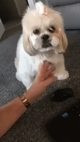 Needy Dog Demands Undivided Attention