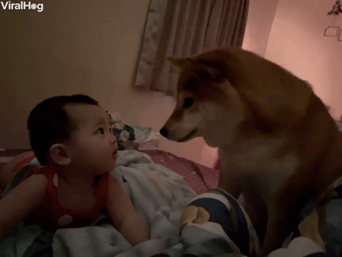 Newly Woken Baby Smiles at Shiba