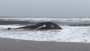 Dead Whale Washes Up In Fernandina Beach
