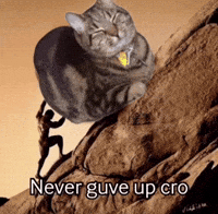 Never Give Up Cat GIF