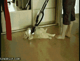 cat pleasure GIF by Cheezburger