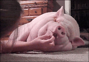 Video gif. Little girl lays on her side and flicks the bottom lip of a pig sleeping inside a home on its side on a carpet. The pig's face has so many folds you can't see its eyes. 