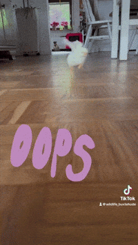 Chicken Oops GIF