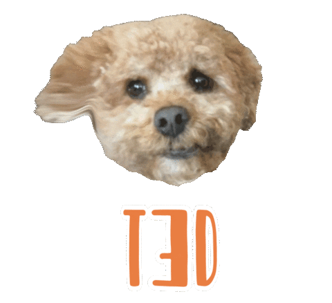 Dog Ted Sticker