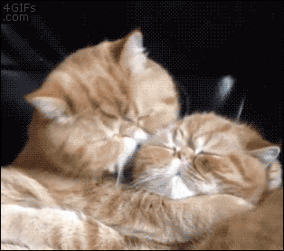 kissing GIF
