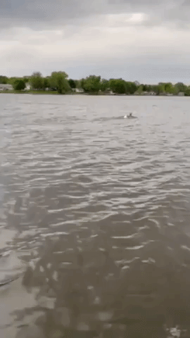 Rare Albino Deer and Friend Swim Across Wisconsin Lake