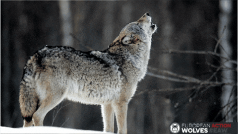 sandraberenicemichel giphygifmaker eaw eawolves europeanactionwolves GIF